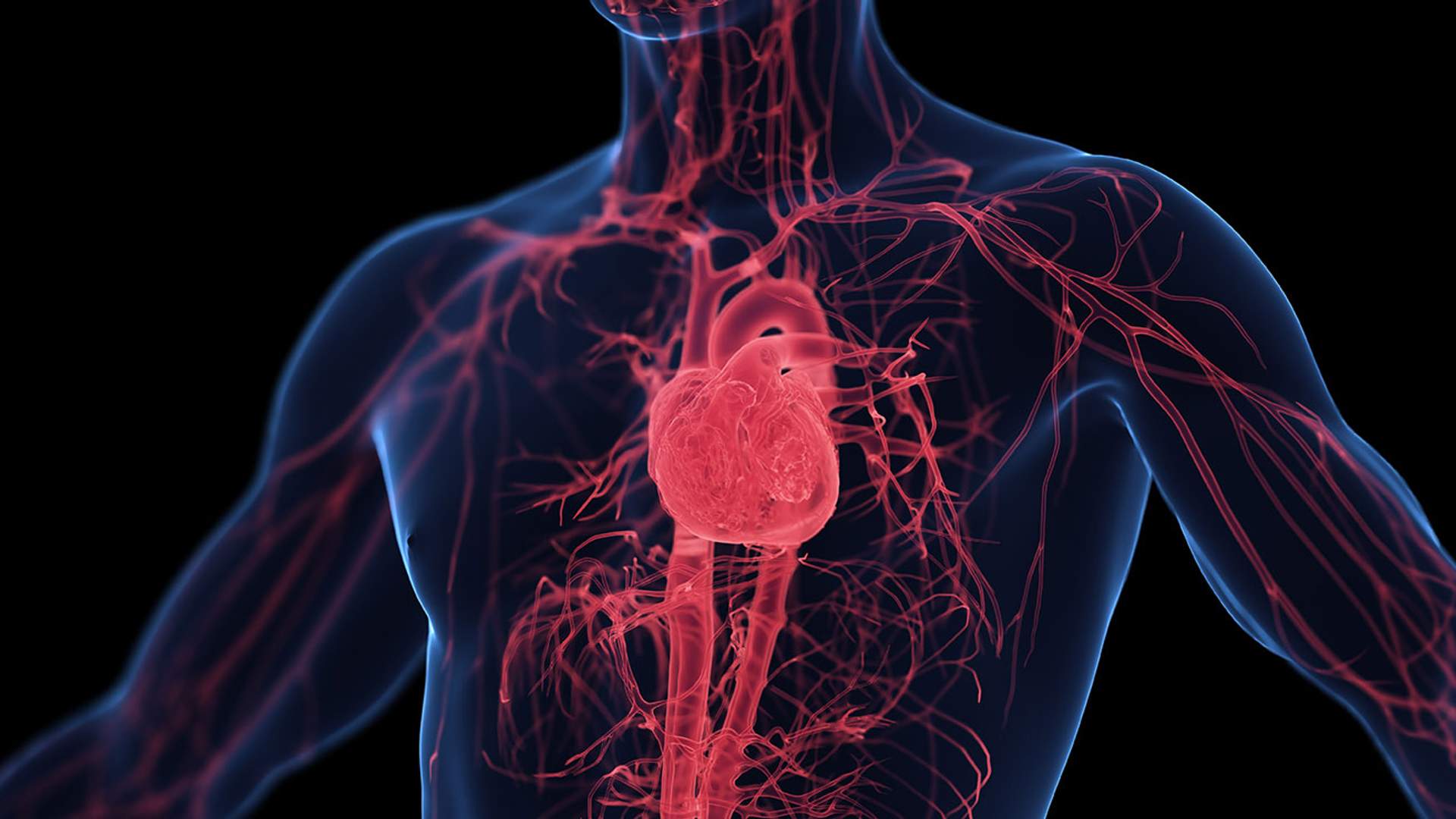 3D digital illustration of the human circulatory system, showing the heart and blood vessels in red against a semi-transparent blue body.